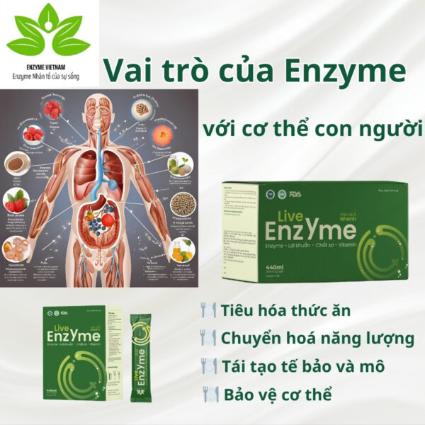 Live Enzyme Hộp 11 Gói - Hình ảnh 2
